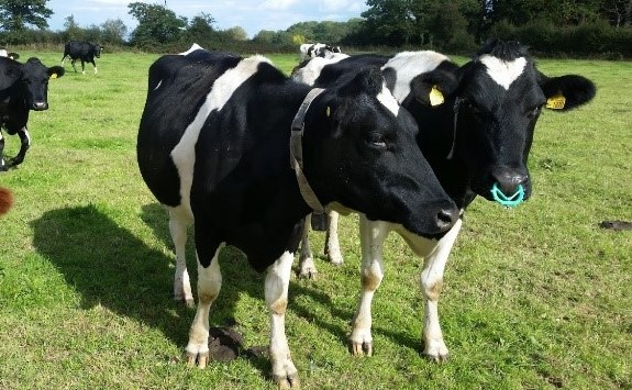 Cows in field